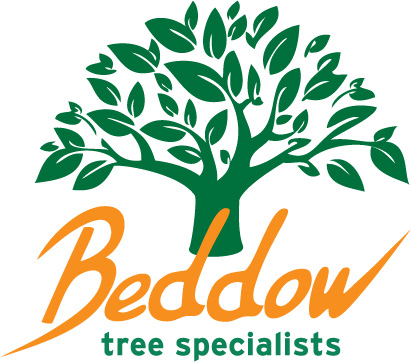 Beddow Tree Specialists For the Highest Quality Tree Surgery