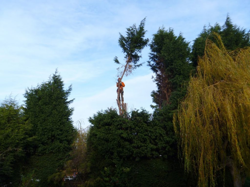 Reducing Hedge Heights Beddow Tree Specialists