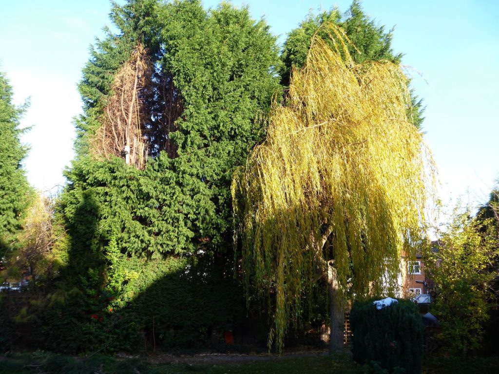 Reducing Hedge Heights Beddow Tree Specialists